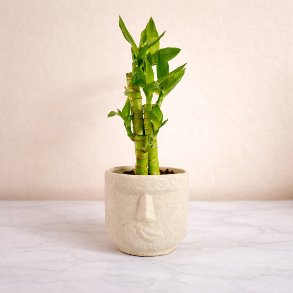 Lucky Bonsai Potted Bamboo - Image 4