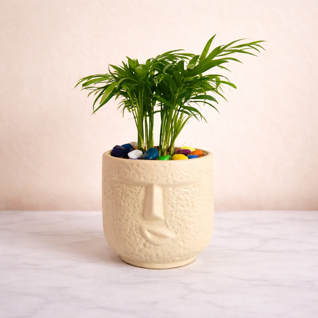 Parlor Palm (Chamaedorea elegans) - Image 4