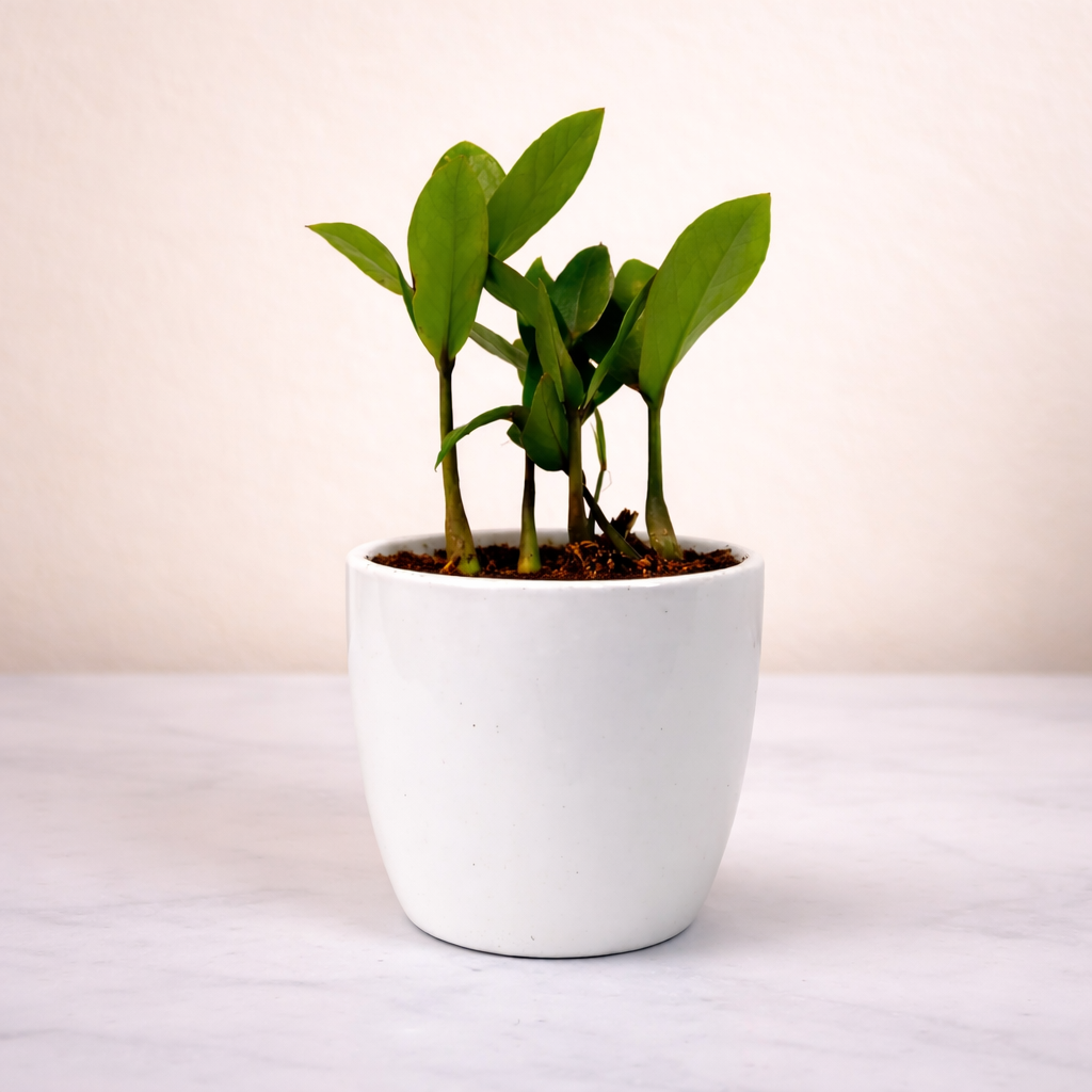 ZZ Plant (Zamioculcas zamiifolia) - Image 5