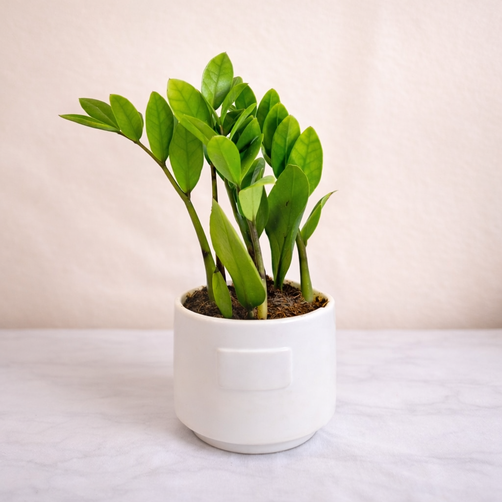 ZZ Plant (Zamioculcas zamiifolia) - Image 3