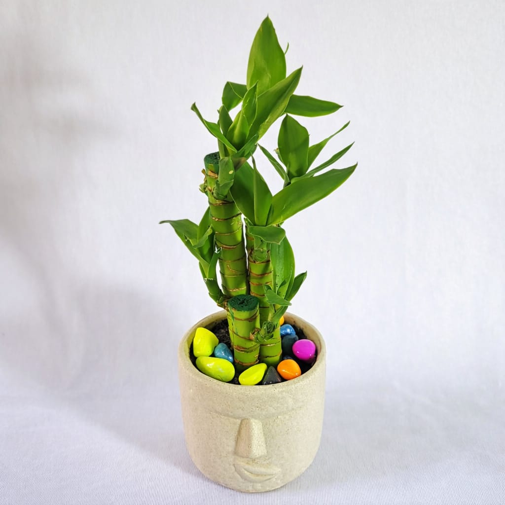 lucky bonsai potted bamboo