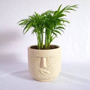 Parlor Palm (Chamaedorea elegans)