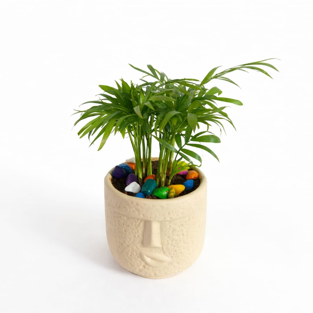 Parlor Palm (Chamaedorea elegans) - Image 2