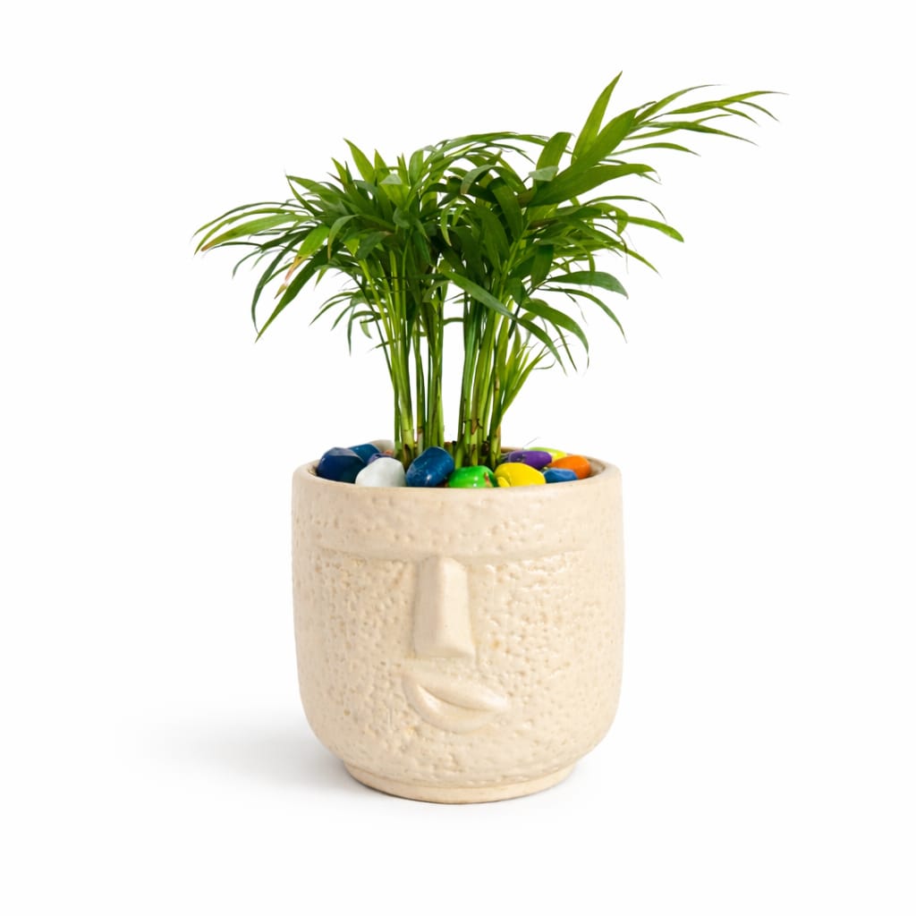 Parlor Palm (Chamaedorea elegans) - Image 3