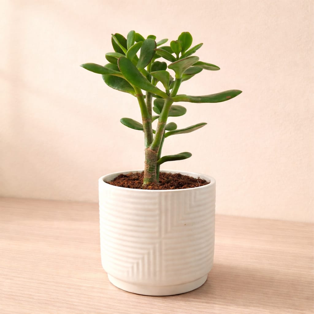 Jade Plant (Crassula Ovata) - Image 2