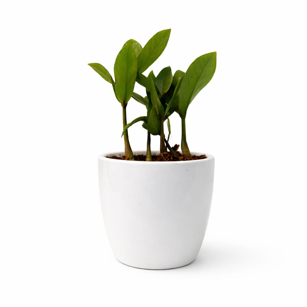 ZZ Plant (Zamioculcas zamiifolia) - Image 6