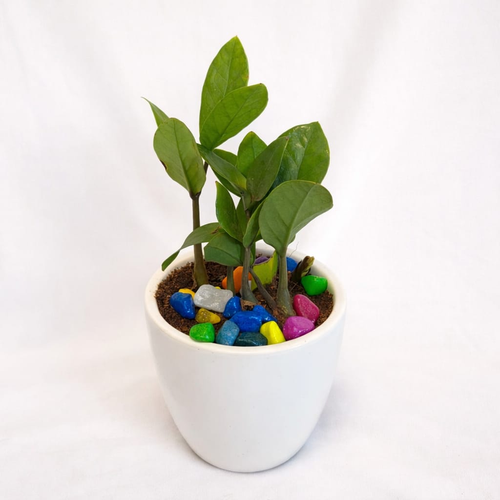 ZZ Plant (Zamioculcas zamiifolia) - Image 12