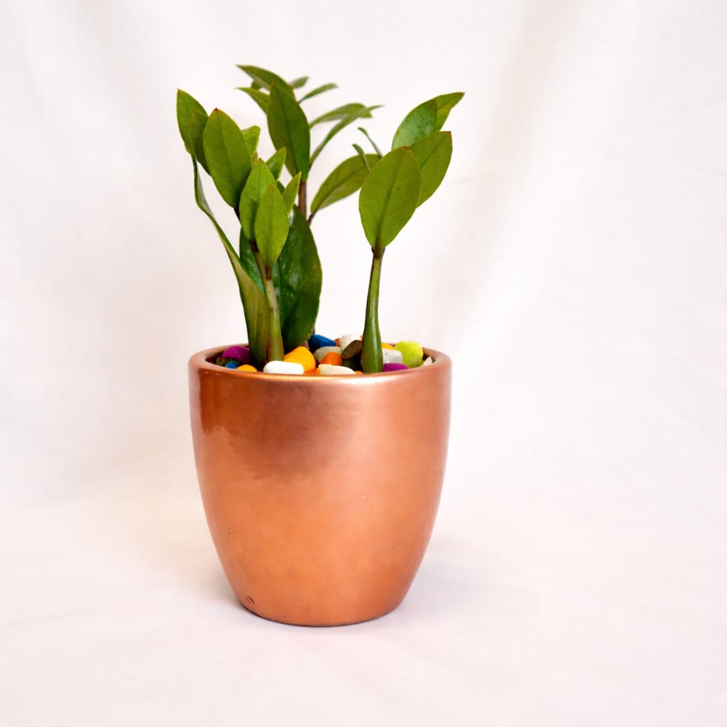 ZZ Plant (Zamioculcas zamiifolia) - Image 10