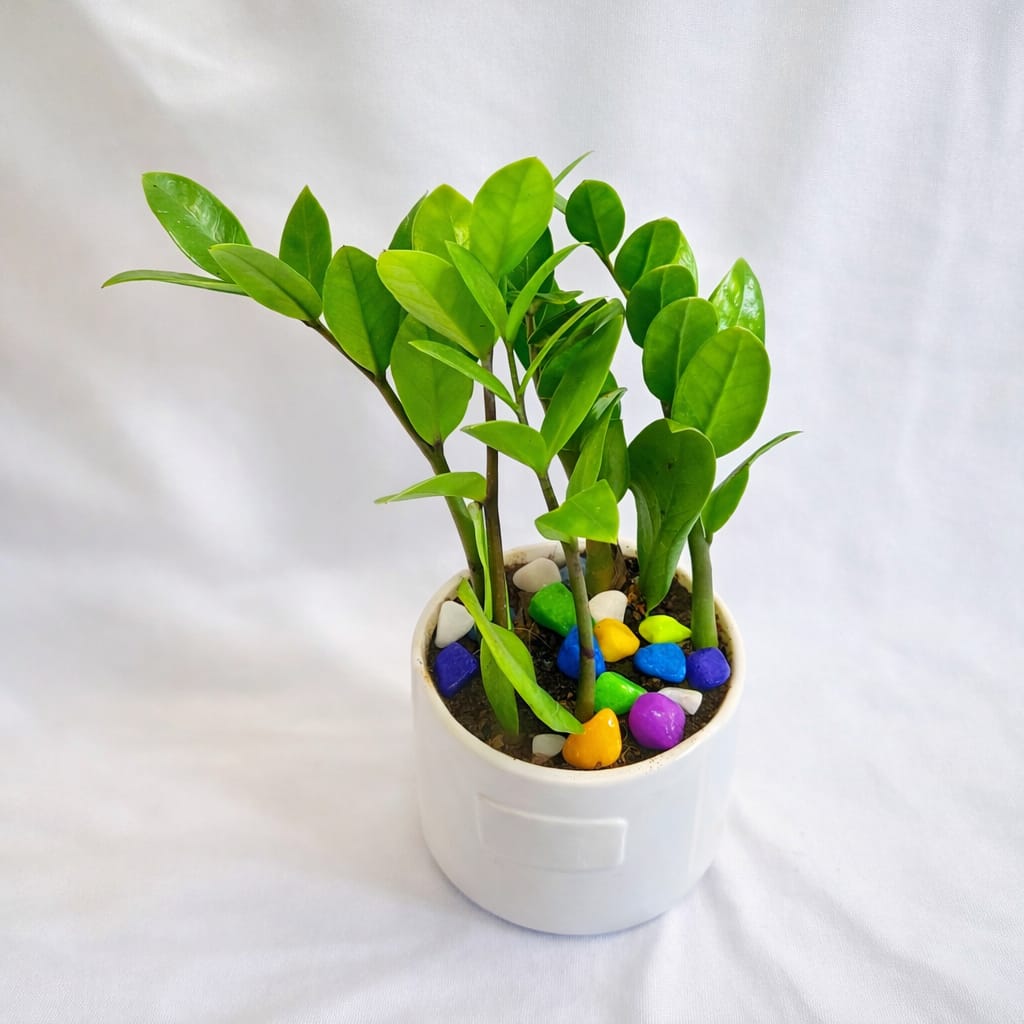 ZZ Plant (Zamioculcas zamiifolia) - Image 7