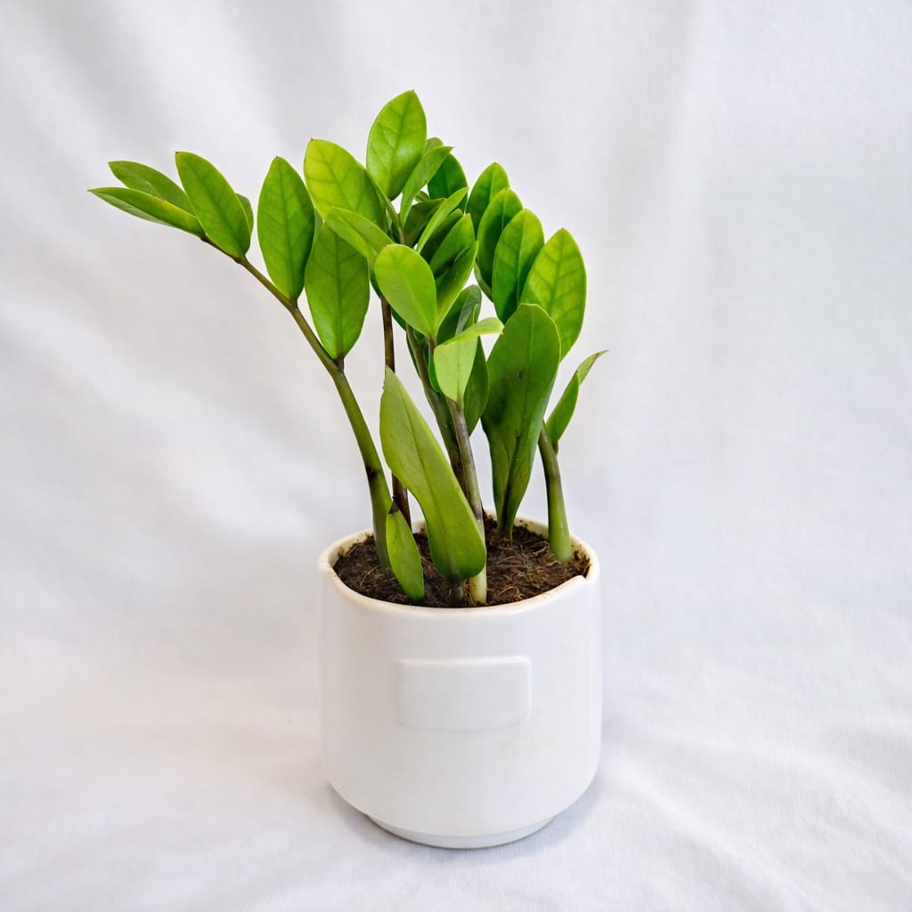 ZZ Plant (Zamioculcas zamiifolia) - Image 11