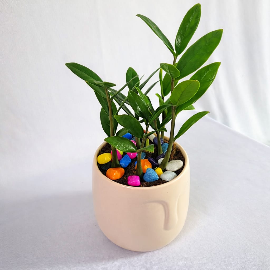 ZZ Plant (Zamioculcas zamiifolia) - Image 8
