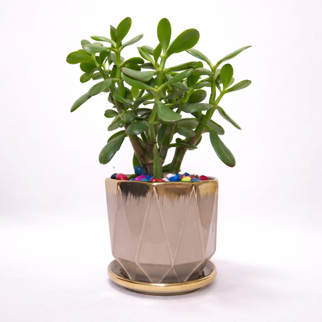 Jade Plant (Crassula Ovata) - Image 4