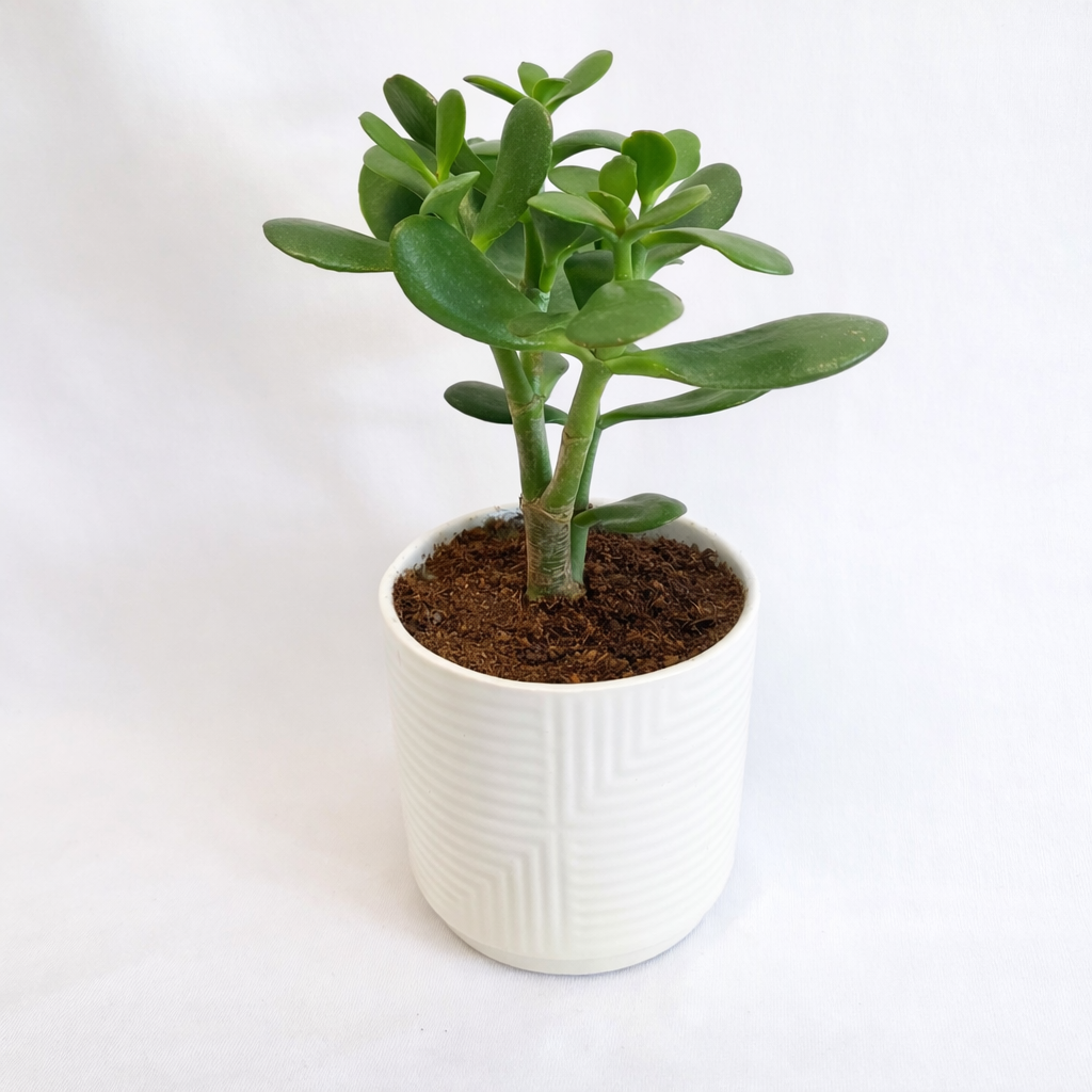 Jade Plant (Crassula Ovata) - Image 3